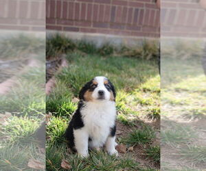 Collie-Unknown Mix Dogs for adoption in Sandy, UT, USA