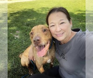 American Pit Bull Terrier-Unknown Mix Dogs for adoption in  Ramona, CA, USA