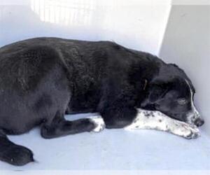 Mutt Dogs for adoption in Houston, TX, USA