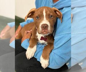 Bullboxer Pit Dogs for adoption in Spring Lake, NJ, USA