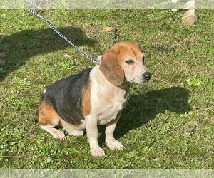 Beagle Dogs for adoption in Mt. Laurel, NJ, USA