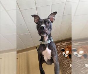 American Pit Bull Terrier Dogs for adoption in Derwood, MD, USA