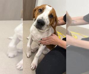 American Pit Bull Terrier-Basset Hound Mix Dogs for adoption in Baytown, TX, USA