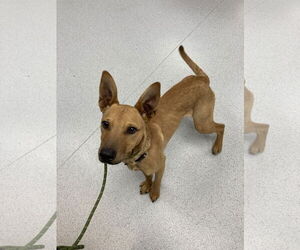 Carolina Dog-Unknown Mix Dogs for adoption in San Diego, CA, USA