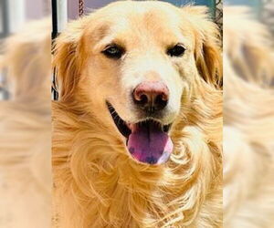 Golden Retriever Dogs for adoption in Murrells Inlet, SC, USA