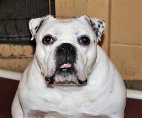 Bulldog Dogs for adoption in Centralia, IL, USA