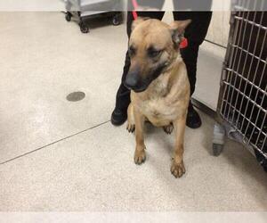 Mutt Dogs for adoption in Riverside, CA, USA