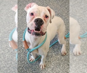 Bulloxer Dogs for adoption in Bemidji, MN, USA