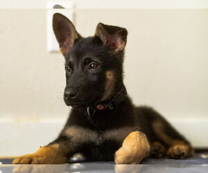 German Shepherd Dog-Unknown Mix Dogs for adoption in Imlay City, MI, USA