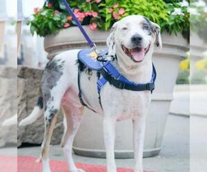 Catahoula Leopard Dog Dogs for adoption in Woodside, NY, USA