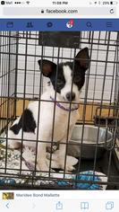 Small Jack Russell Terrier Mix