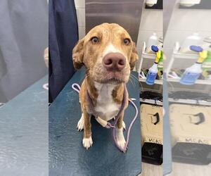 Unknown-Whippet Mix Dogs for adoption in Mobile, AL, USA