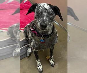 Catahoula Leopard Dog Dogs for adoption in St. George, UT, USA