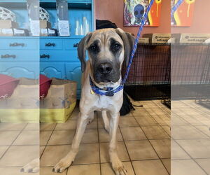 Mutt Dogs for adoption in Goodyear, AZ, USA