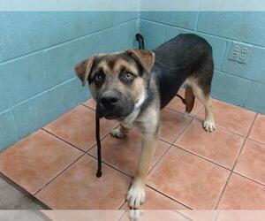 German Shepherd Dog Dogs for adoption in Downey, CA, USA