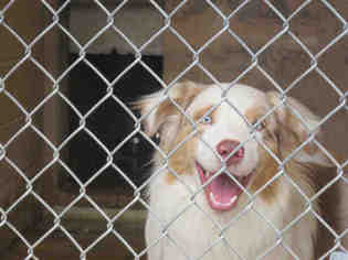 Australian Shepherd Dogs for adoption in Ojai, CA, USA