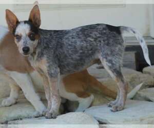 Mutt Dogs for adoption in Paso Robles, CA, USA