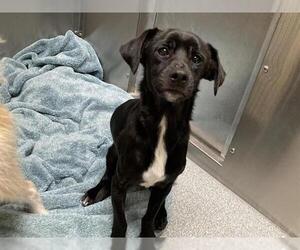 Mutt Dogs for adoption in Orange, CA, USA