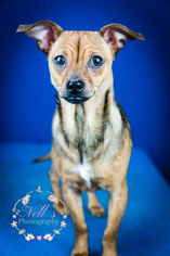 Chiweenie Dogs for adoption in Tupelo, MS, USA