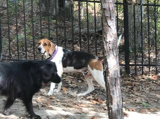 English Foxhound Dogs for adoption in Dalzell, SC, USA