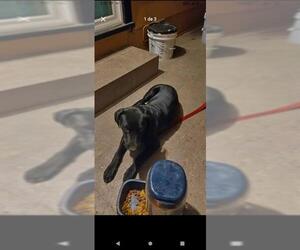 Labrador Retriever Dogs for adoption in San Antonio, TX, USA