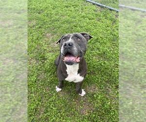 Bull Terrier-Unknown Mix Dogs for adoption in Corpus Christi, TX, USA
