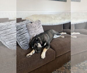German Shorthaired Pointer-Siberian Husky Mix Dogs for adoption in Fort Collins, CO, USA