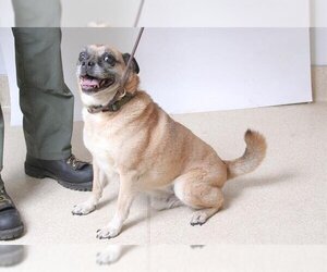 Puggle Dogs for adoption in South Lake Tahoe, CA, USA