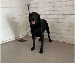 Labrador Retriever-Unknown Mix Dogs for adoption in San Bernardino, CA, USA