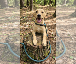Mutt Dogs for adoption in Vail, AZ, USA