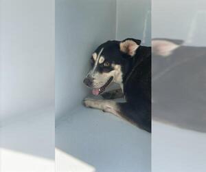 German Shepherd Dog-Unknown Mix Dogs for adoption in Houston, TX, USA