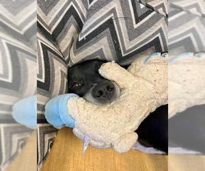 Labrador Retriever-Unknown Mix Dogs for adoption in Peoria, IL, USA