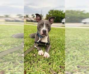 Staffordshire Bull Terrier Dogs for adoption in Pompano Beach , FL, USA