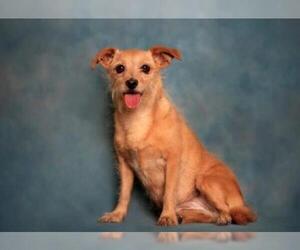 Mutt Dogs for adoption in Canyon Country, CA, USA