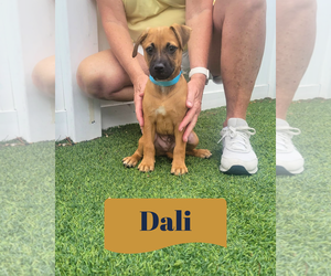 Dachsador Dogs for adoption in Pompano Beach , FL, USA