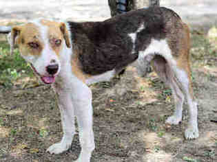 English Foxhound Dogs for adoption in Waco, TX, USA