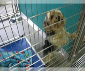Silky Terrier Dogs for adoption in Norfolk, VA, USA