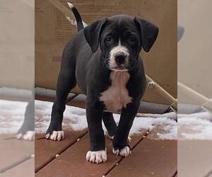 American Pit Bull Terrier-Labrador Retriever Mix Dogs for adoption in Fair Oaks, CA, USA