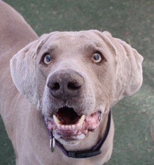 Weimaraner Dogs for adoption in Las Vegas, NV, USA