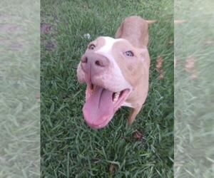 American Pit Bull Terrier-Unknown Mix Dogs for adoption in Texas City, TX, USA