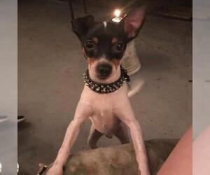 Minnie Jack Dogs for adoption in Plantation, FL, USA