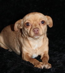 Chihuahua-Unknown Mix Dogs for adoption in Phelan, CA, USA