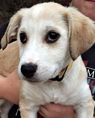 Sheprador Dogs for adoption in Bradenton, FL, USA