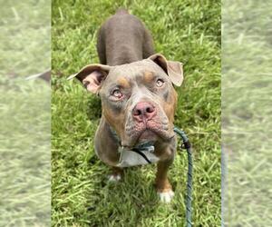 American Bulldog Dogs for adoption in Fort Lauderdale, FL, USA