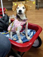 Medium Photo #1 Beagle Puppy For Sale in Livonia, MI, USA