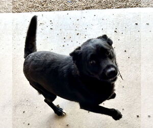Mutt Dogs for adoption in Pampa, TX, USA