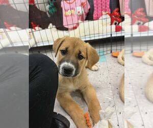 Labrador Retriever-Unknown Mix Dogs for adoption in Palatine/Kildeer/Buffalo grove, IL, USA