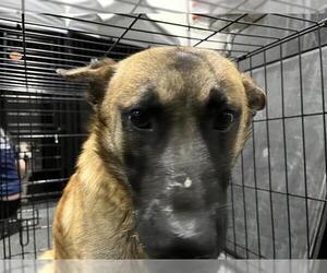German Shepherd Dog Dogs for adoption in Bakersfield, CA, USA