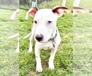 American Pit Bull Terrier-Unknown Mix Dogs for adoption in Mundelein, IL, USA