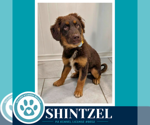 Australian Shepherd Dogs for adoption in Kimberton, PA, USA